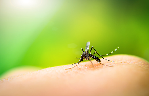 Arrivo delle prime zanzare - Evitiamo trattamenti inutili
