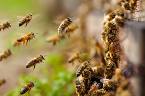 Salvaguardia delle api