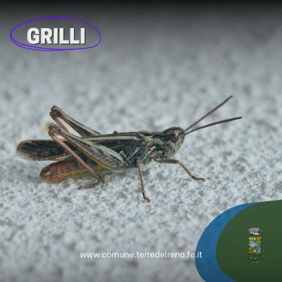 Grilli e cavallette foto 
