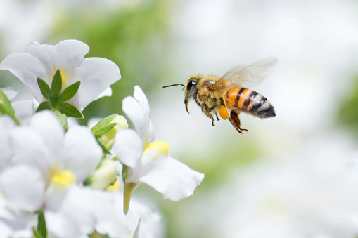 Progettare giardini amici delle api