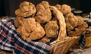 Candidatura Associazione Città del Tartufo