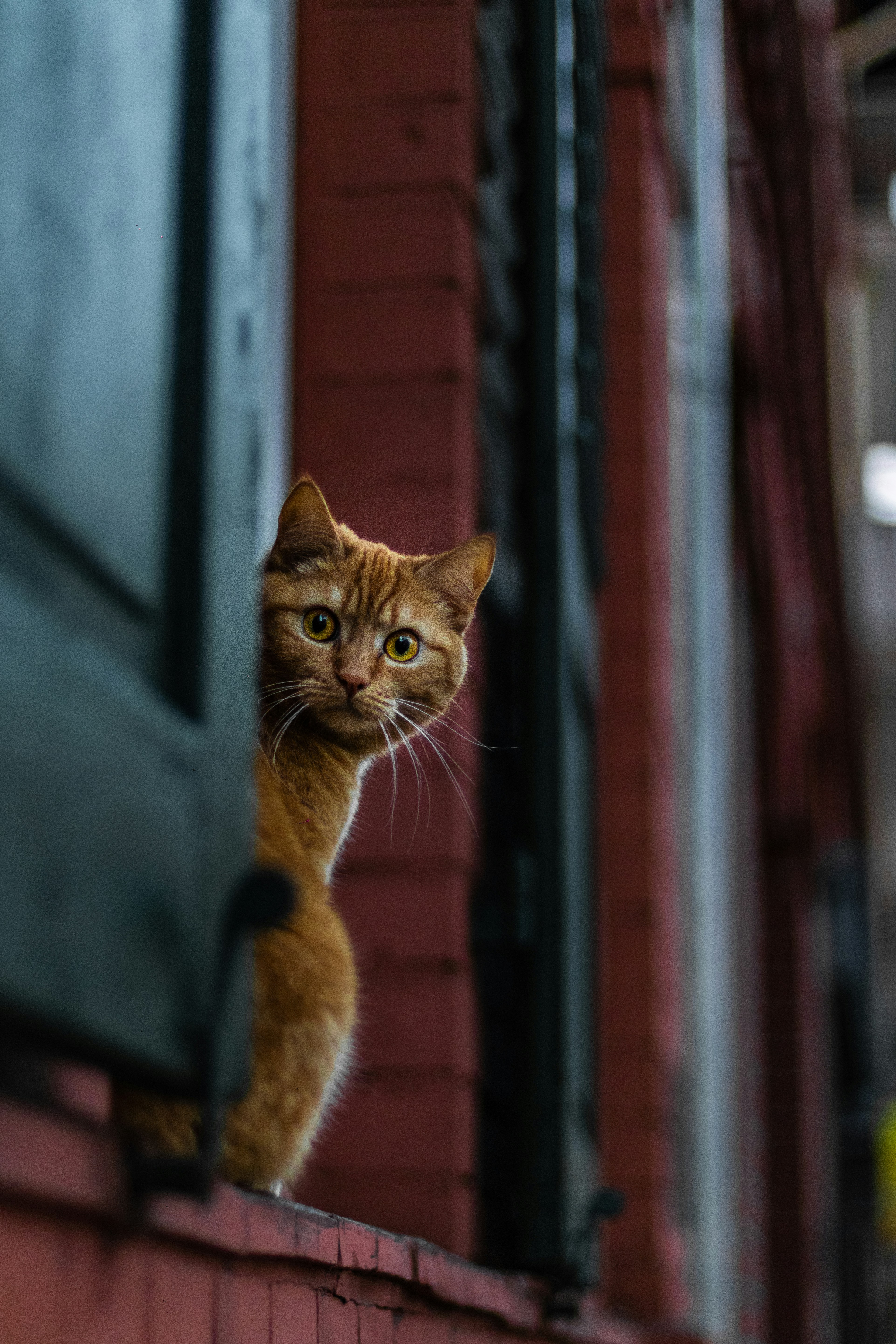 AVVISO PUBBLICO COLONIE FELINE