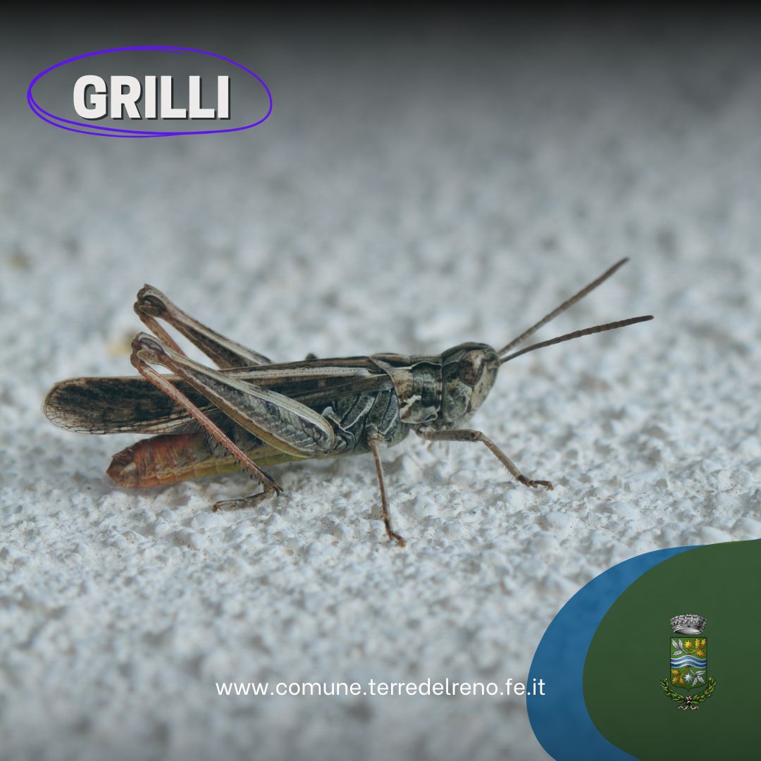 Grilli e cavallette